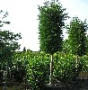 Cupressocyparis leylandii Stamm